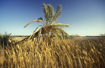 Low angle view of palm tree against clear sky