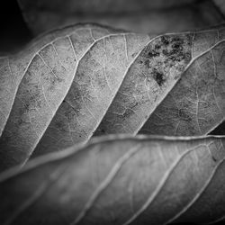 Close-up of dry maple leaf