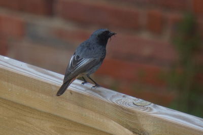 Close-up of bird perching on wood