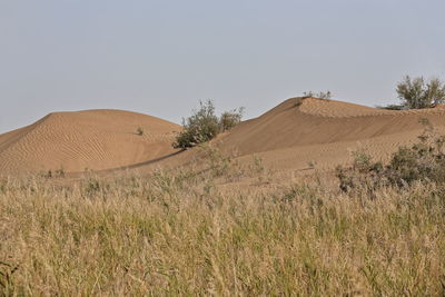 0203 taklamakan desert-first sand dunes-tamarisks along the keriya river right bank. xinjiang -china