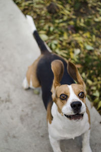 Portrait of dog