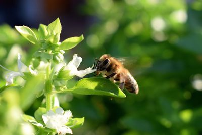 Close-up of bee pollinating on flower