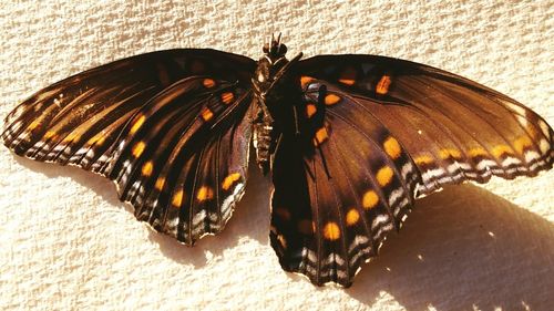 Close up of butterfly