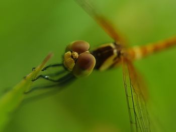 Close-up of insect on plant