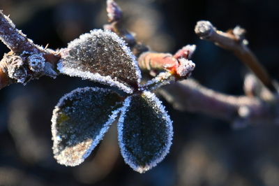frost
