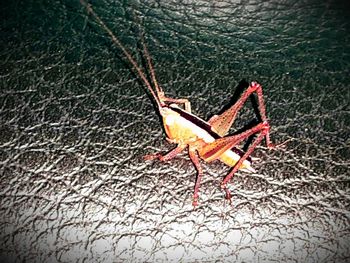 Close-up of insect on wall