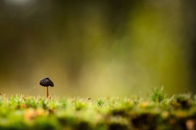 Wild mushroom growing on field