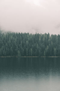 Scenic view of forest against sky