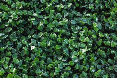 Full frame shot of plants