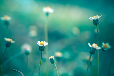 Close-up of white flowering plant