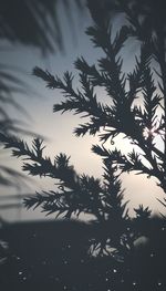 Close-up of silhouette tree against sky at sunset