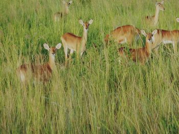 Trees on grassy field