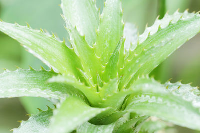 Close-up of raindrops on plant