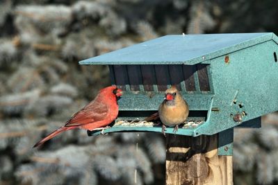 Close-up of birds perching on wooden post