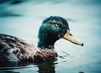 Close-up of duck swimming in lake