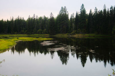 Reflection of trees in calm lake