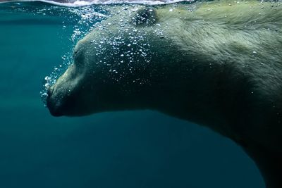 Close-up of polar bear swimming in sea