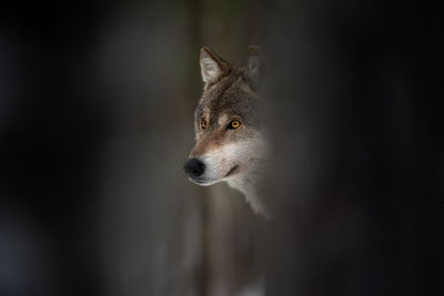 Close-up of a dog looking away