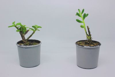 Close-up of potted plant against white background