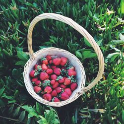 Close-up of red berries on field