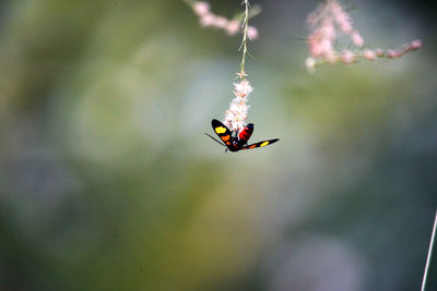 Close-up of ladybug flying