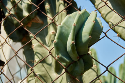 Close-up of berries on fence