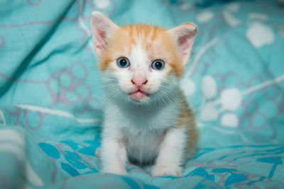 Portrait of ginger cat