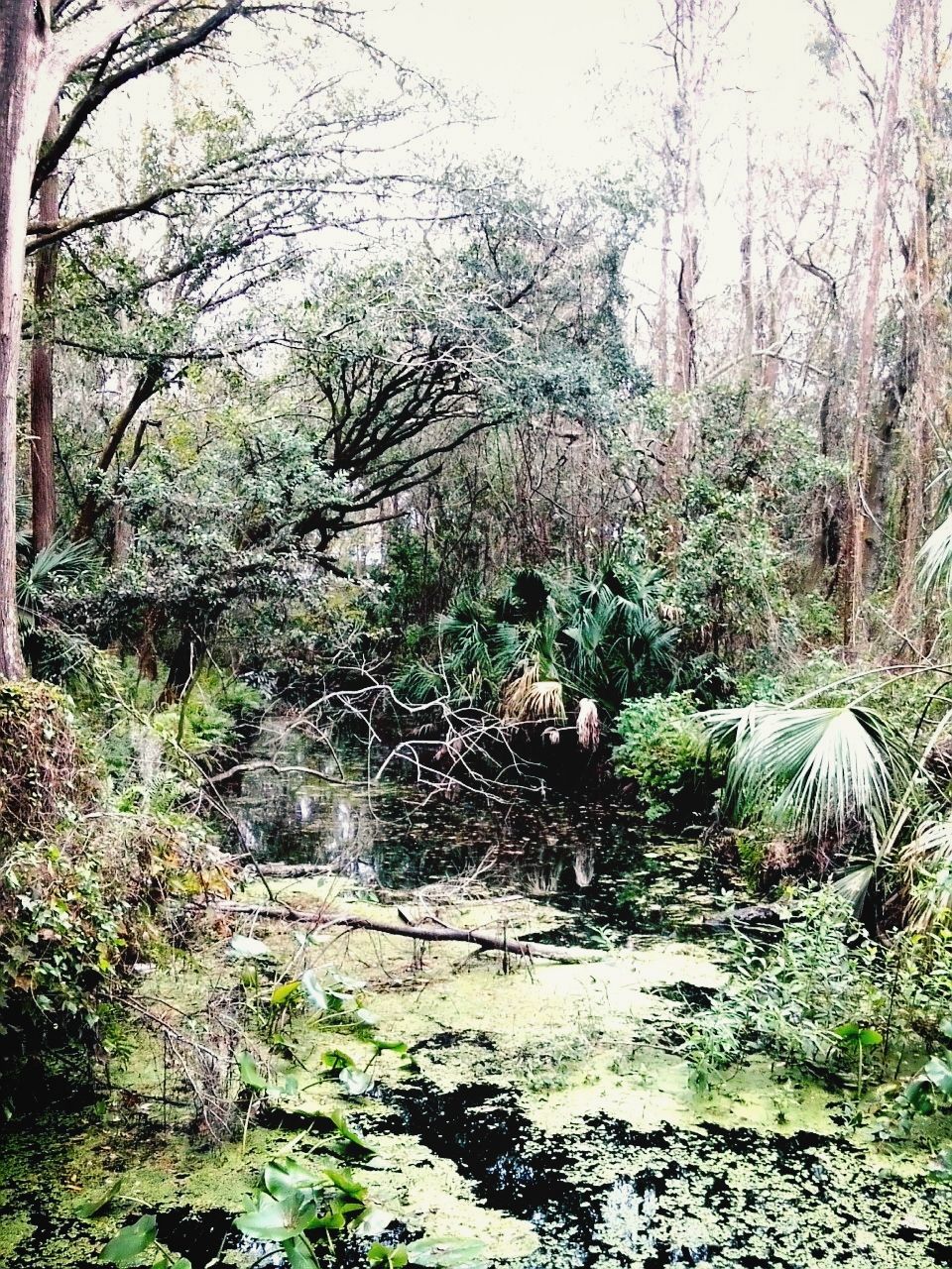 tree, growth, plant, water, tranquility, nature, green color, forest, branch, tranquil scene, reflection, beauty in nature, day, auto post production filter, pond, built structure, scenics, outdoors, transfer print, no people