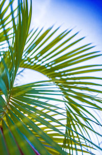 Low angle view of palm tree against sky