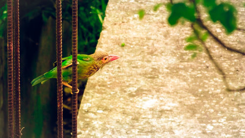 Close-up of bird perching on leaf