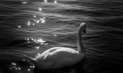 Swan swimming in lake