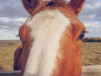 Close-up of a horse outdoors