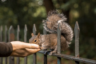 Cute little squirrel with fuzzy tail eats nut from human hand in park