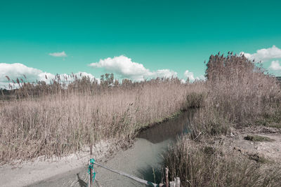 Panoramic shot of trees on field against sky