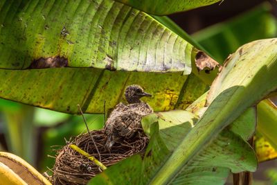 Close-up of bird in nest