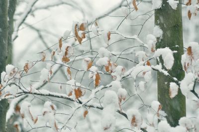 Close-up of frozen tree against sky during winter