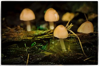 Close-up of mushroom growing in forest