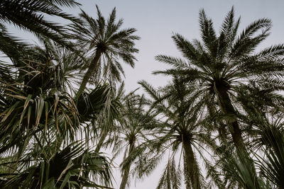 Low angle view of palm trees against sky