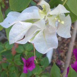 Close-up of pink flower blooming in garden