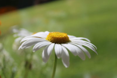 Close-up of white daisy flower