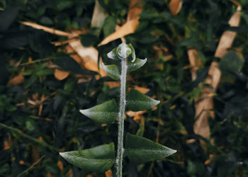 Close-up of fresh green leaves on land