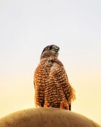 Close-up of bird perching on rock against sky