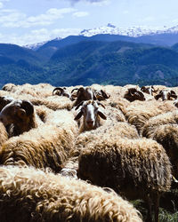 View of sheep on landscape