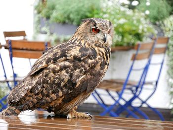 Close-up of owl perching outdoors