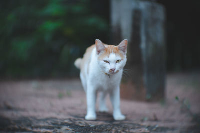 Portrait of cat on street