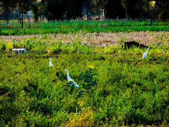 Bird perching on grass against trees