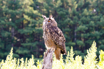 Close-up of owl perching on tree
