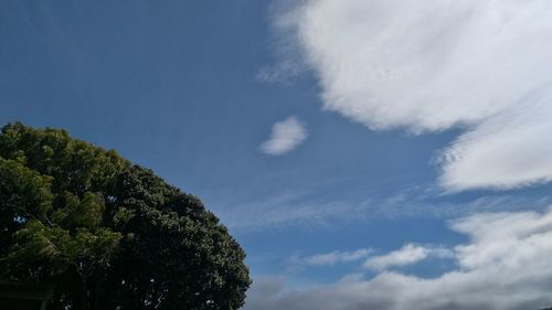 Low angle view of trees against sky