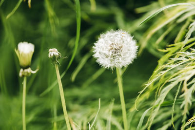 Close-up of white flowering plant on field