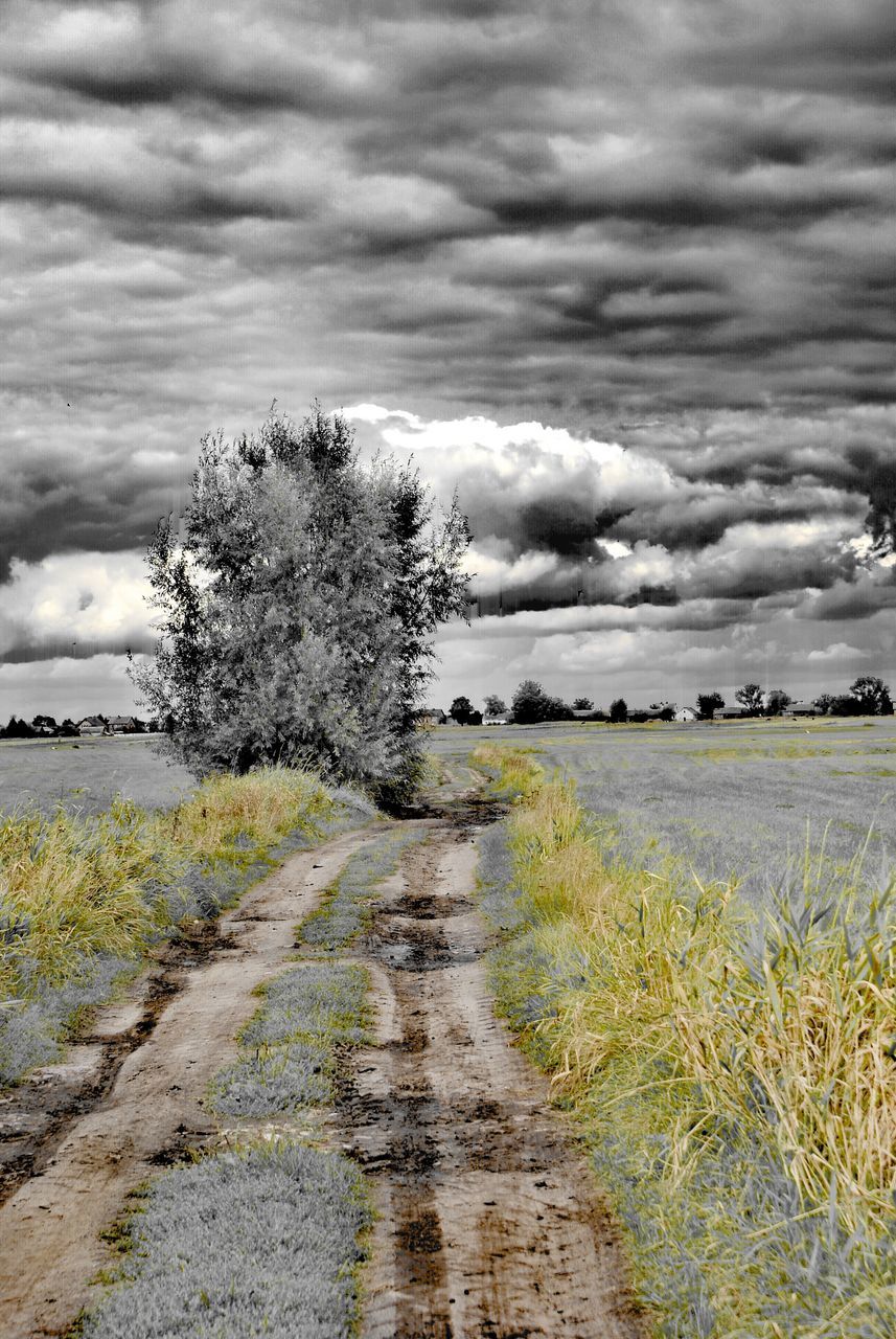 cloud - sky, sky, plant, tranquil scene, beauty in nature, land, nature, tranquility, scenics - nature, tree, environment, field, landscape, growth, no people, day, grass, road, rural scene, outdoors, long